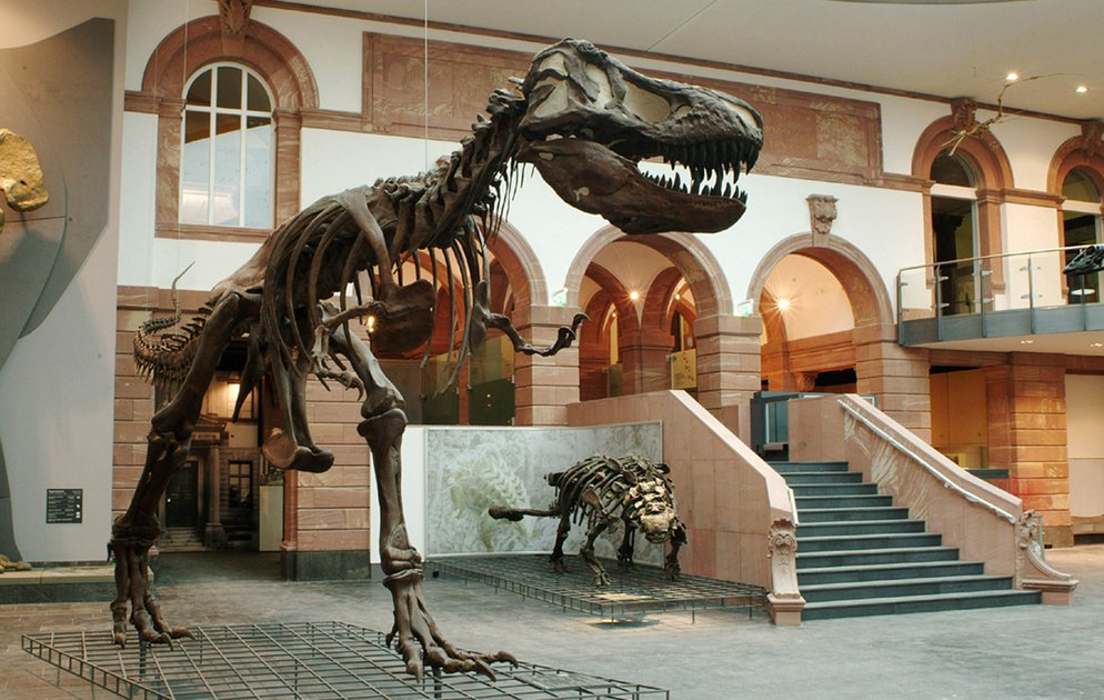 Senckenberg Naturmuseum